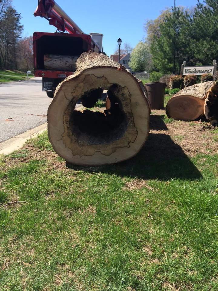 annapolis-tree-removal-hollow-trunk.jpg